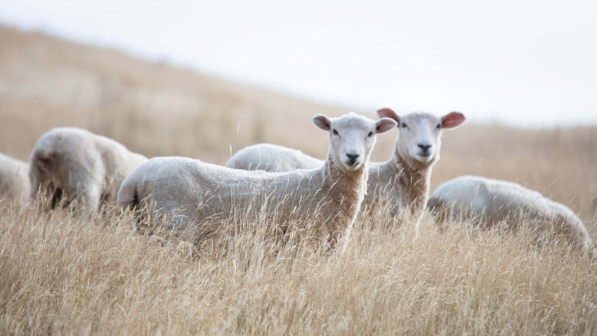 sheep in field 3 1600x900