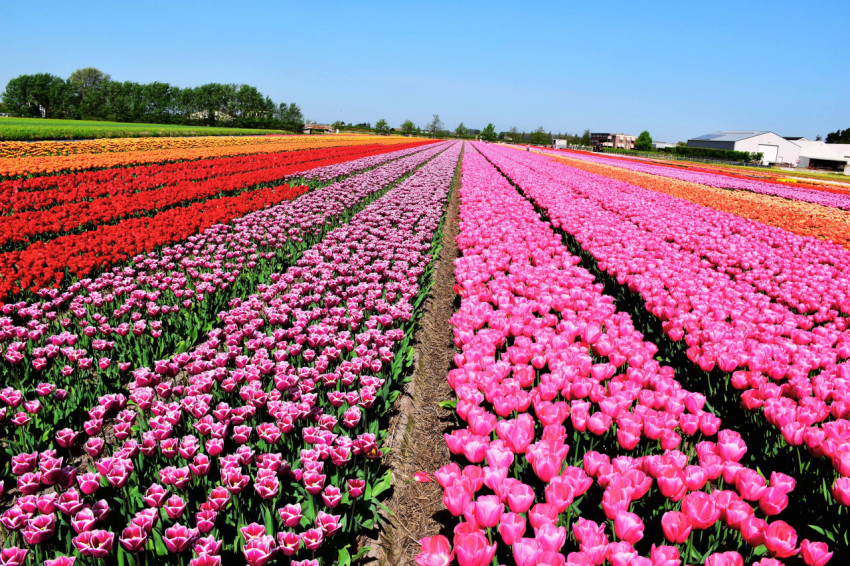 Netherlands Flowers Wallpaper