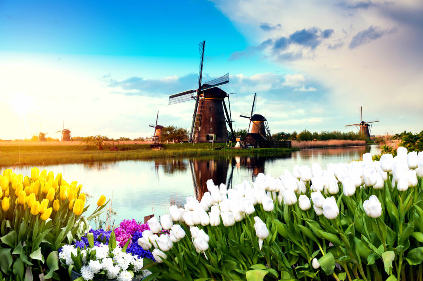 Flower Landscape Wallpaper