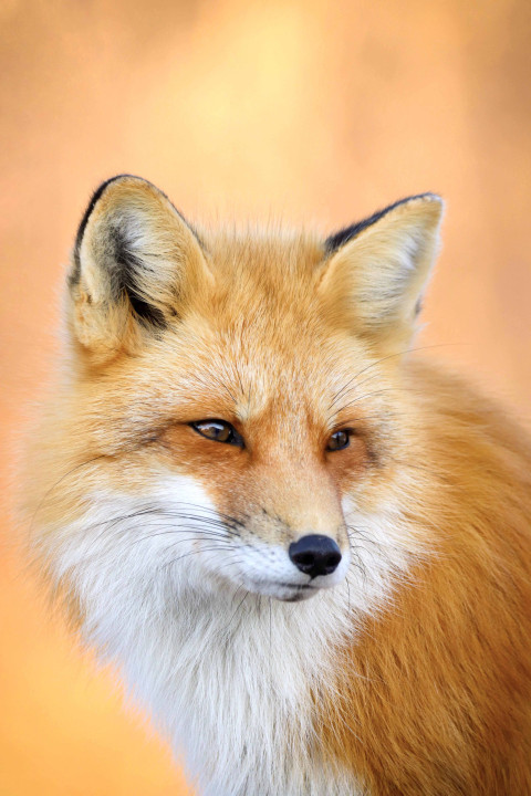 Red Fox Animal Pictures